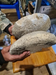 На Пинежье обнаружили кость кита со следами орудийной деятельности