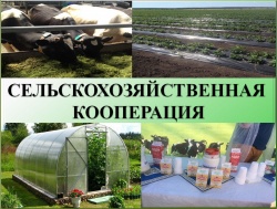 как создать сельскохозяйственный потребительский кооператив