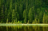 С 05 января 2018 вступили в силу новые Правила ухода за лесами